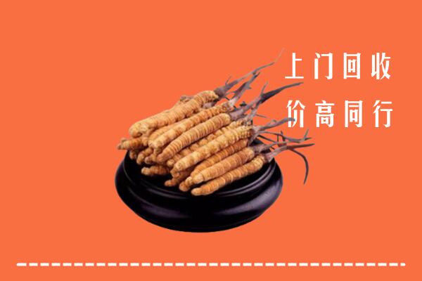 高价求购：旅顺口区回收散虫草